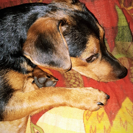 Ozzy profile
