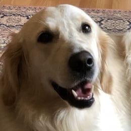 Ollie profile