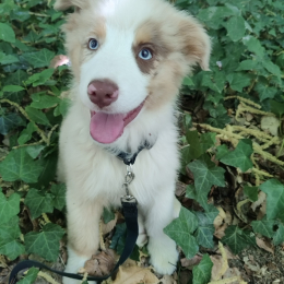 Aslan profile