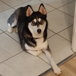 Nashka profile