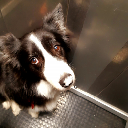 Puxka profile