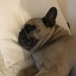 Hector profile