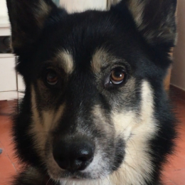 Pyxis profile