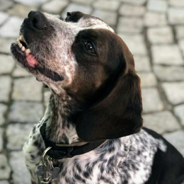 Lemon profile