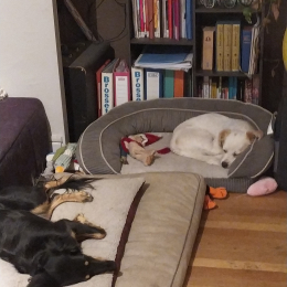 Miette et biscotte profile