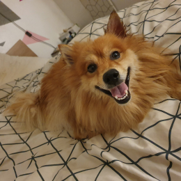 Doggo profile