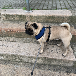 Nougat profile