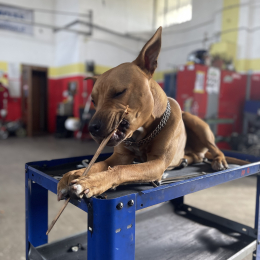 Ares profile