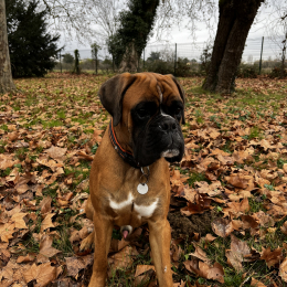 Ralf profile