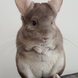 Melodie profile
