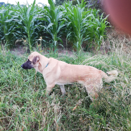 Gims  profile