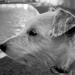 Jorell profile