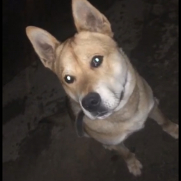 Brownie profile
