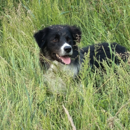 Malo profile
