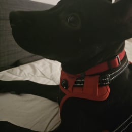Roy profile