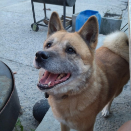 Layka profile