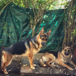 Riley / bason profile