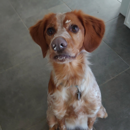 Doggo profile