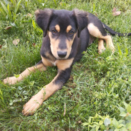 Balou profile