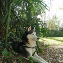 Athos profile
