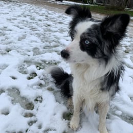 Myracle  profile