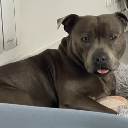 Tyson profile