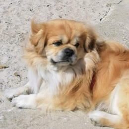 Pacha profile