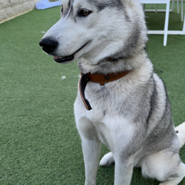 Lila profile