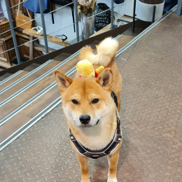 Yuki profile
