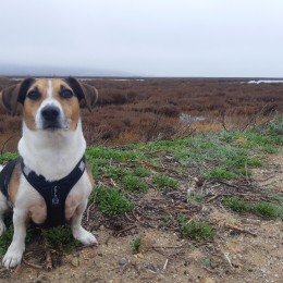 Doggo profile