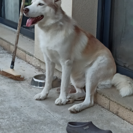 Doggo profile