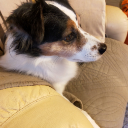 Mambo profile