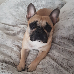 Roxy profile