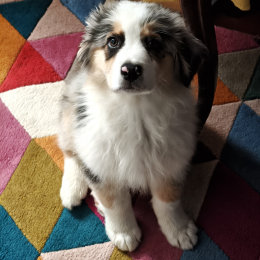 Aiko profile