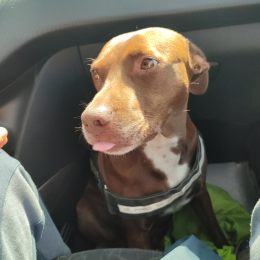 Ella profile