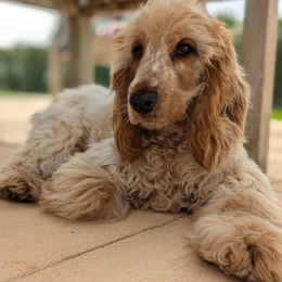 Vinie profile