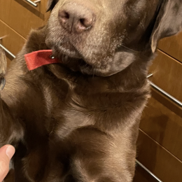Taco profile
