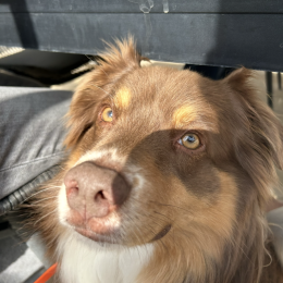 Melba profile