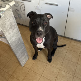 Tyson profile