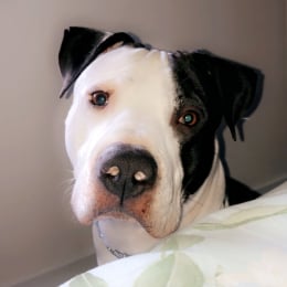 Pablo profile