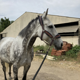 Chelie profile