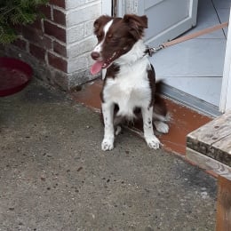 Oliver profile