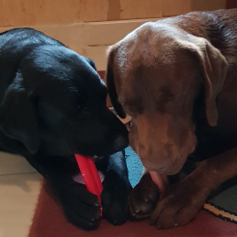 Nestie et louna profile