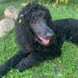 Polux profile