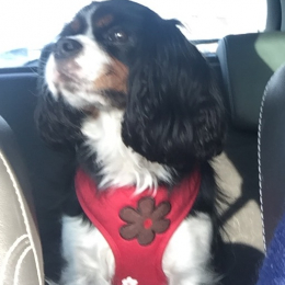 Lola profile