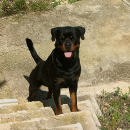 Lili rose profile