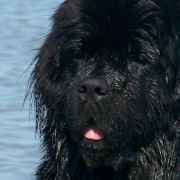 Heaven profile