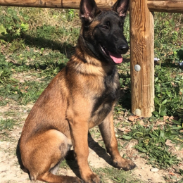 Pita profile