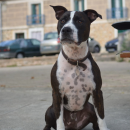 Yéko profile