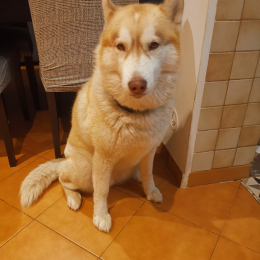 Ivya profile
